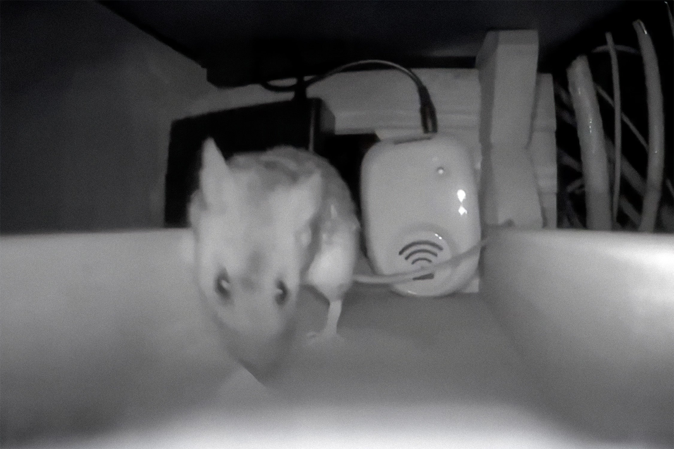 Avslöjandet: Därför fungerar inte vanliga råttskrämmor men denna gör det