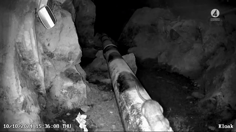 Svensk professor avslöjar: osynliga ljud får råttor att fly i panik