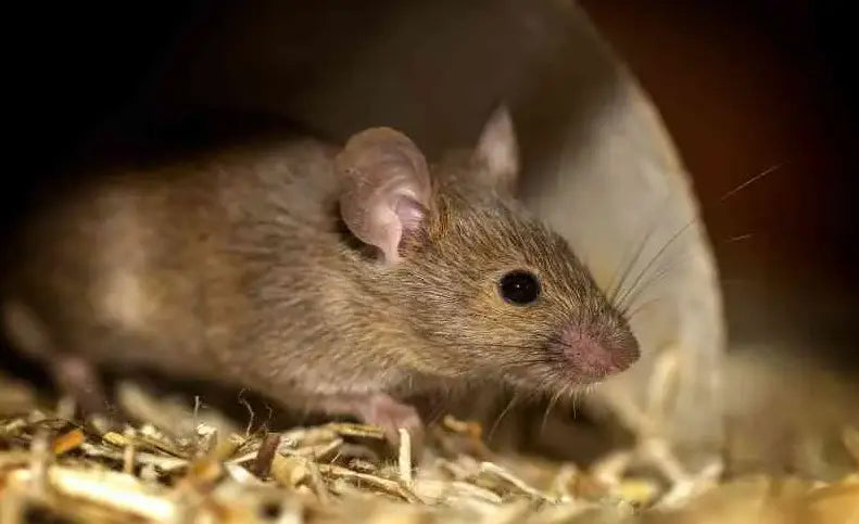 Därför är råttor farligare än du tror