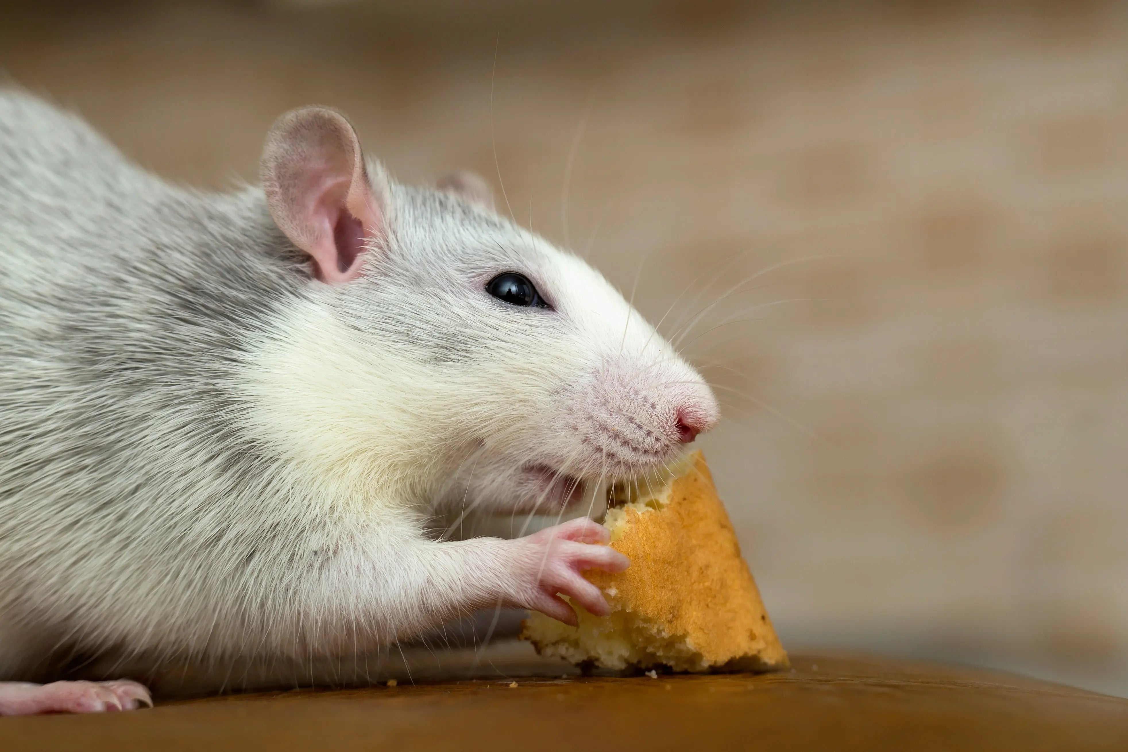 Lukt som skrämmer möss – 7 naturliga knep som verkligen fungerar