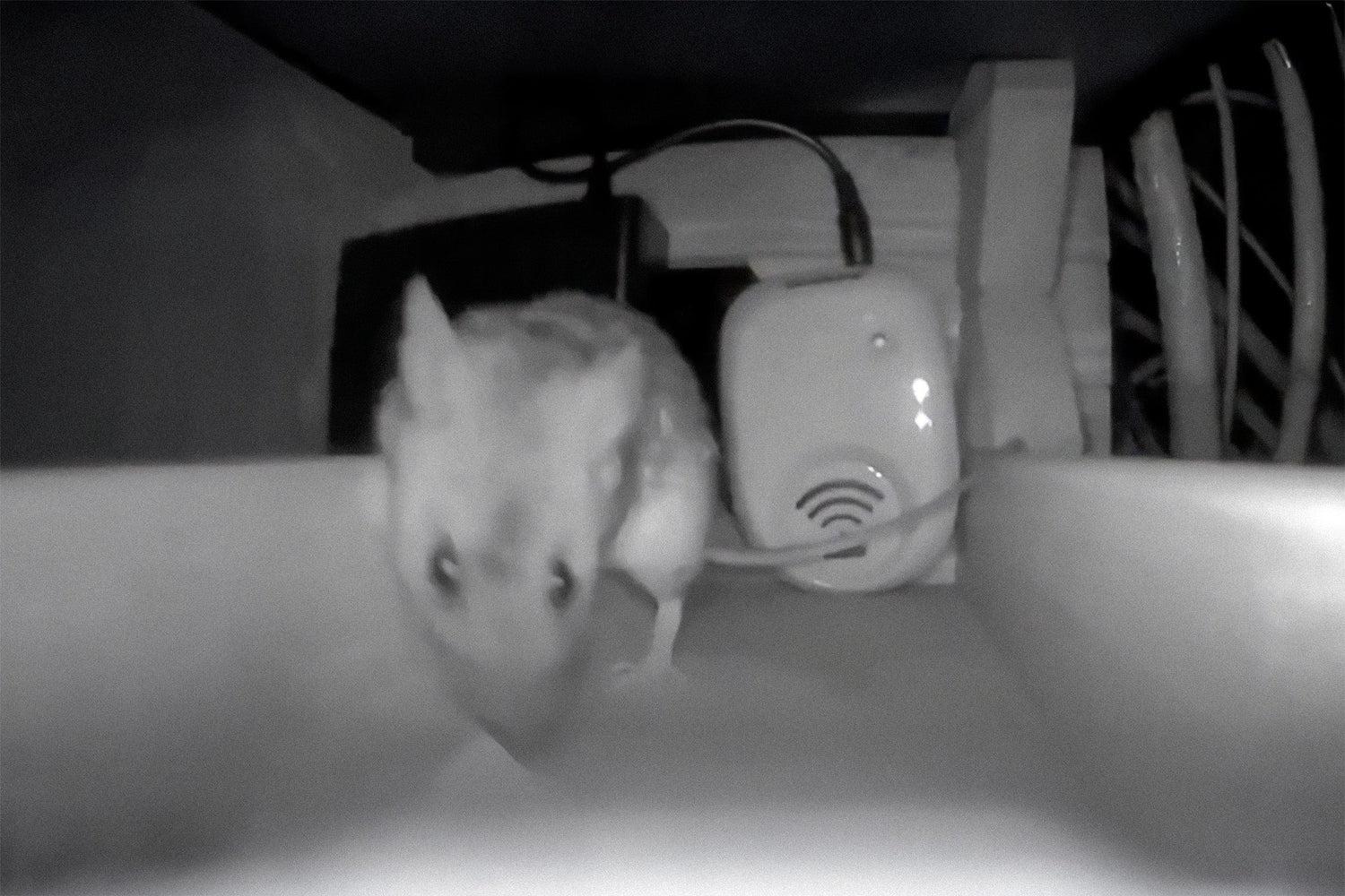 Avslöjandet: Därför fungerar inte vanliga råttskrämmor men denna gör det