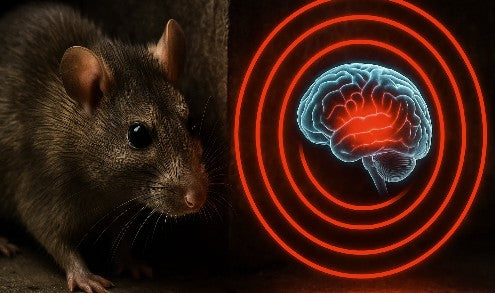 Stort test av råttskrämmor – här är den enda som fungerar