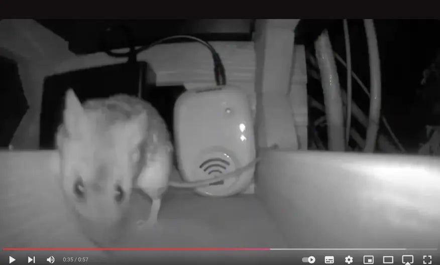 Därför fungerar inte vanliga råttskrämmor – men denna gör det