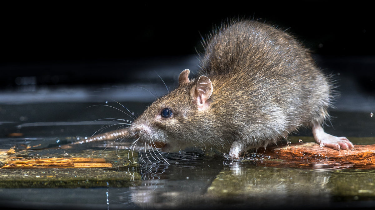 Scents and natural repellents that keep rats away — Repello