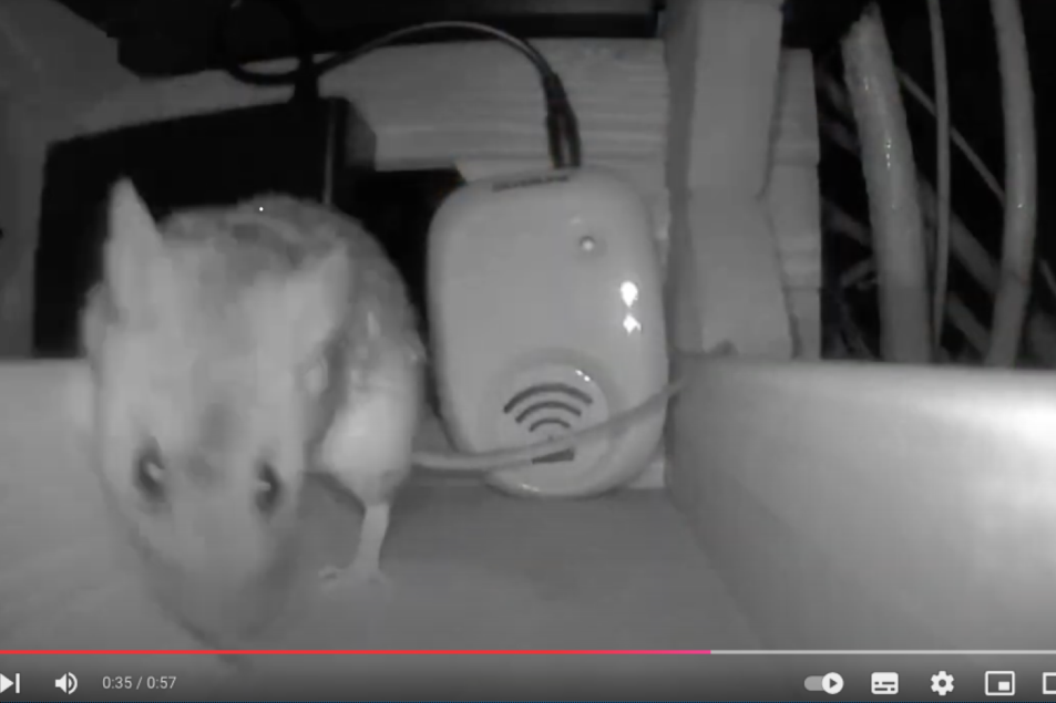 Avslöjandet: Därför fungerar inte vanliga råttskrämmor men denna gör det