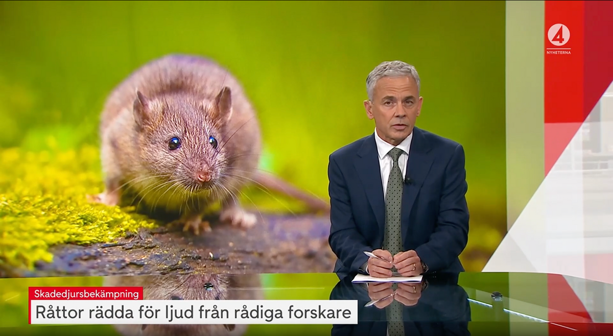 Bild: TV4 Nyheterna