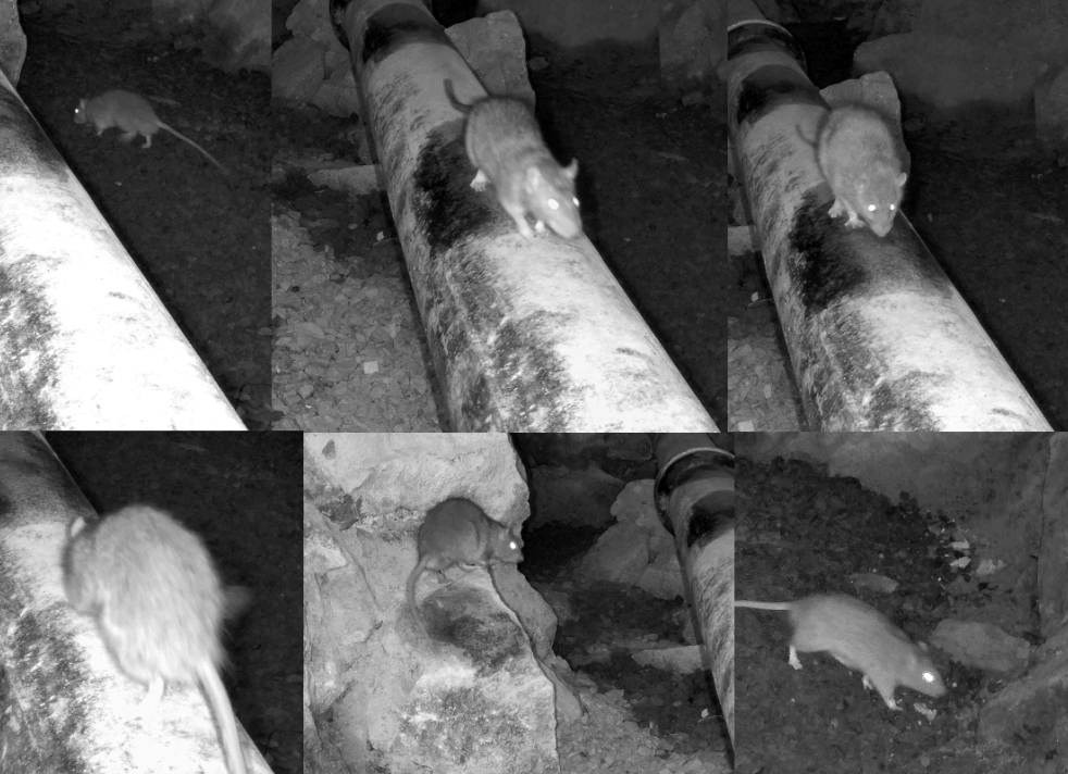 IR-bilder från SLU:s pilotstudie (CC BY, SLU)